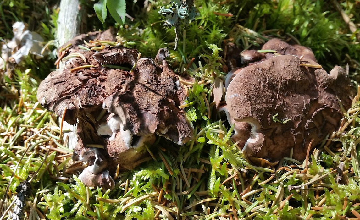 Bild på svamp i skogen