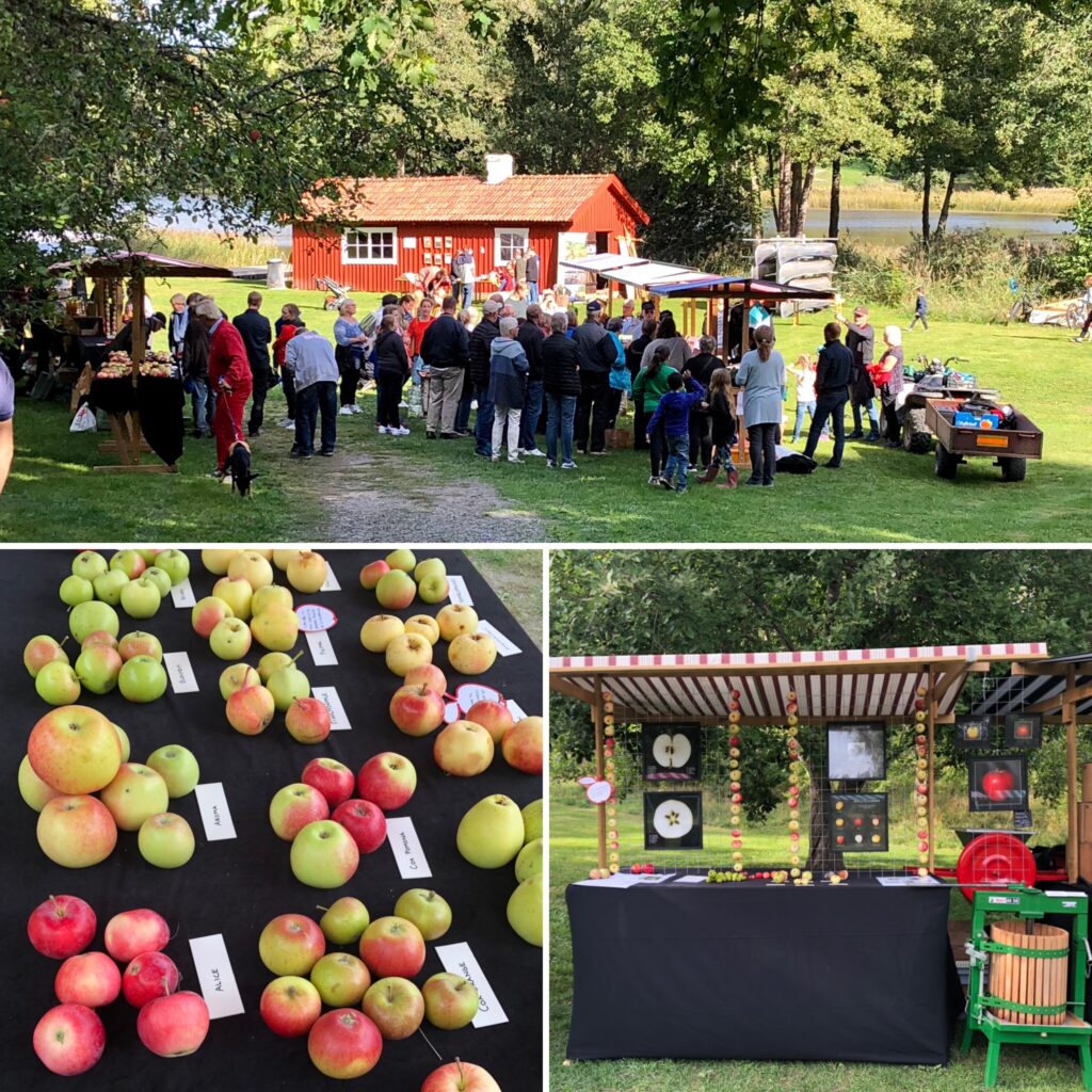 Bilden föreställer äppelfest vid Eda Lägergård