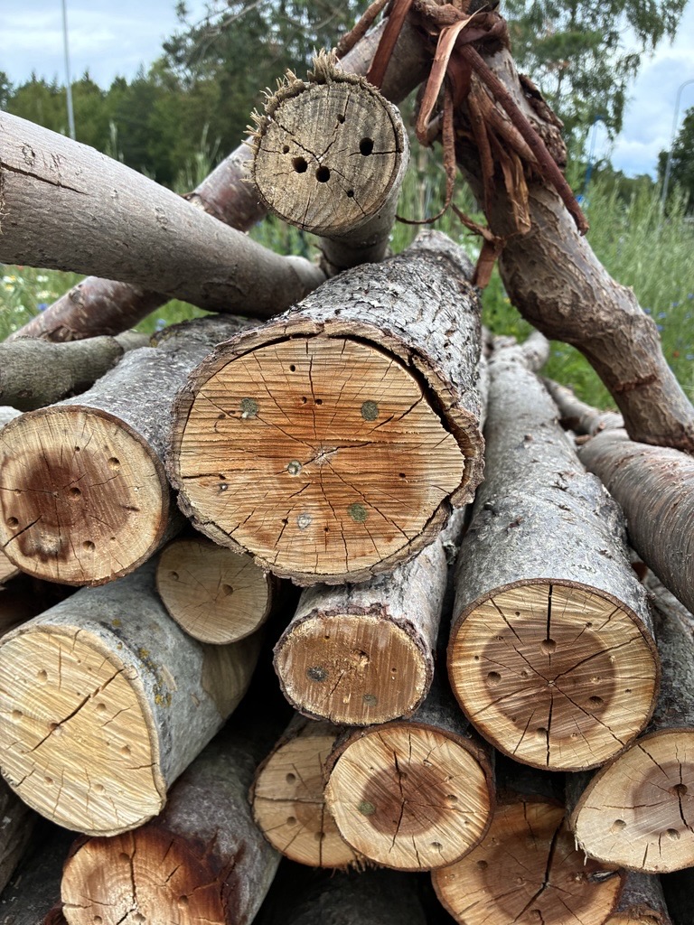 borrade hål i smala trädstammar